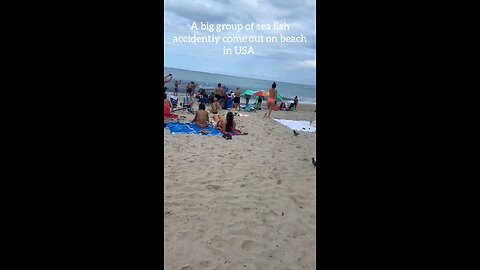 Group of fish accidently get out on beach in USA