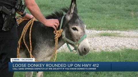Sand Springs police wrangle donkey loose on highway