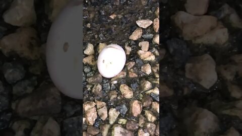 Duck lays egg outside owner’s door every day