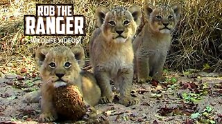 Cutest Little Lion Cubs | Archive Cute Lion Footage