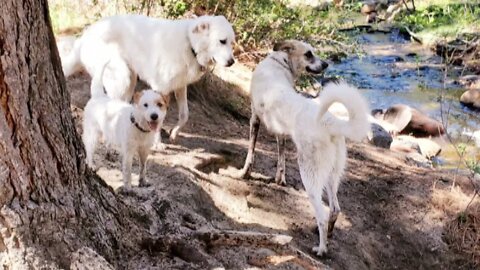 Jack Russell Terrier, Germanees, Pyrelab