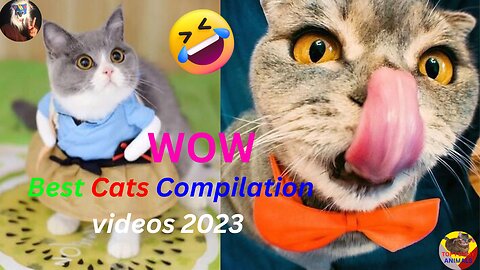 New Funny cats videos 2023🤣😹😹