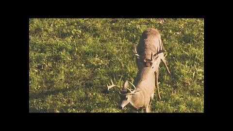 Big Buck DESTROYS Decoy at 25 Yards!