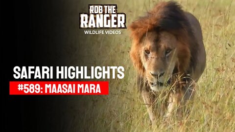 Safari Highlights #589: 24 February 2021 | Maasai Mara/Zebra Plains | Latest Wildlife Sightings