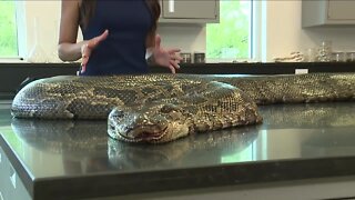 Conservancy of SWFL finds Florida’s largest python