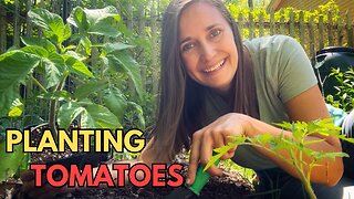 How to Transplant Tomatoes for Healthy Plants