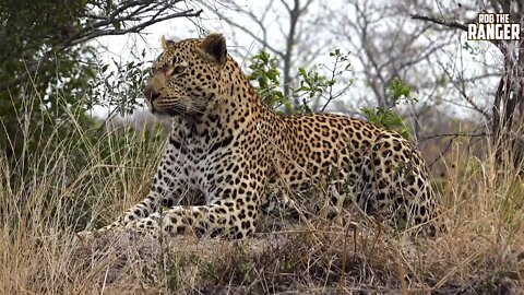 Stunning Male Leopard On Patrol (Ravenscourt Male Leopard)