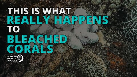 This Is What Really Happens to Bleached Corals