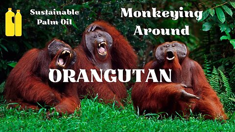 Orangutan - Monkeying Around