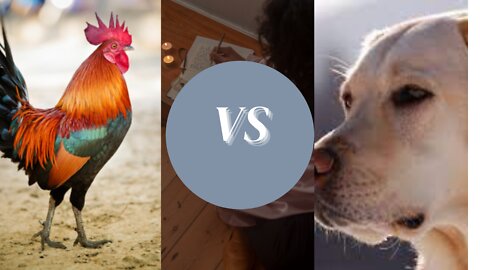DOG VS ROOSTER Fight - Funny Dog Fight Videos