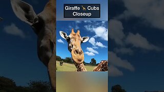 Giraffe 🦒 Cubs Closeup #giraffe #cubs #animalsfunny #animalshorts