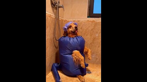 The owner gave the dog a bath, the dog resisted very much and put on clothes
