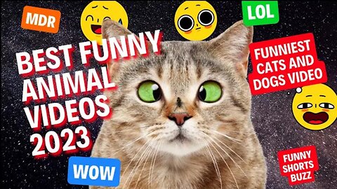Best funny animal videos 2023 - funniest cats and dogs