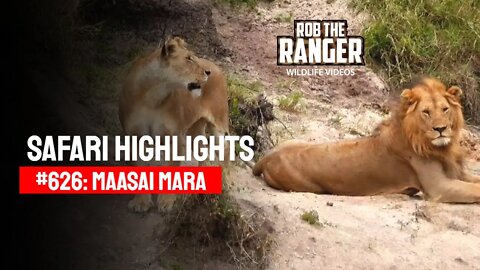 Safari Highlights #626: 2nd September 2021 | Maasai Mara/Zebra Plains | Latest Wildlife Sightings