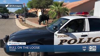 Tucson police help capture roaming bull