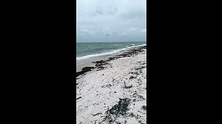 Livestream Replay - Loggerhead Sea Turtles Released Into Gulf Of Mexico 6/20/2023 #SeaTurtle #FWC