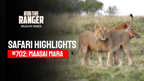 Safari Highlights #702: 06 August 2022 | Maasai Mara/Zebra Plains | Latest Wildlife Sightings