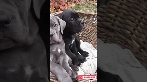 Cane corso puppies, Funny cute pets lovers, #Shorts