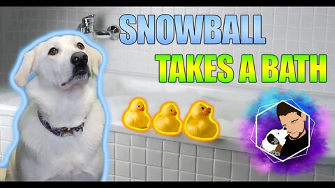 We Give Snowball a Bath at the Pet Store!