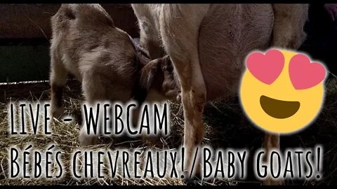 LIVE Baby Goats / Bébés chevreaux EN DIRECT 😍🐐