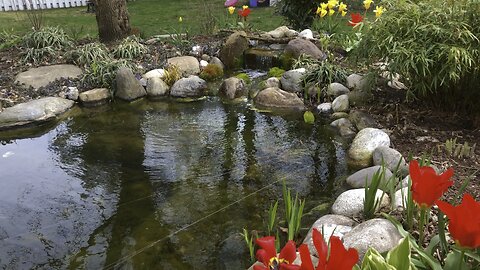 Winter planting a Hardy Palm