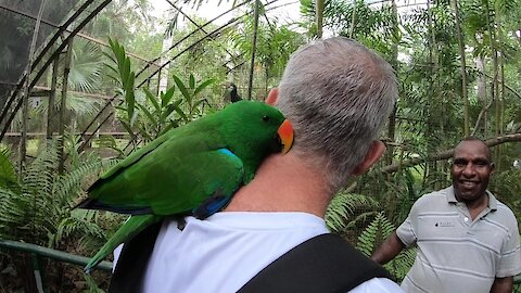 Parrot takes serious liking to visitor at nature park