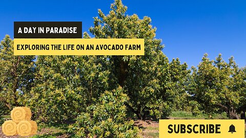 Exploring Life on an Avocado Farm: A Day in Paradise | Village Vibes
