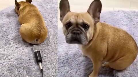 Oops dog🐶funny😂🤣|Dog fart into microphone