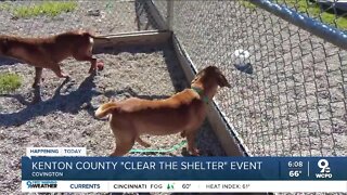 Kenton County Animal Services waiving adoption fees for 'clear the shelter' event
