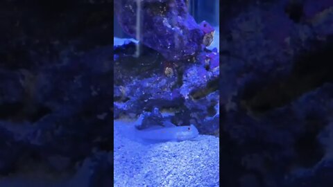 This is why you need to put the rock first then the sand when setting up a new aquarium LOL