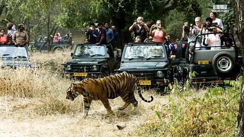 Ranthambhore National Park India Safari