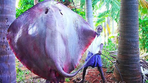 130 KG MONSTER ELEPHANT STINGRAY FISH | Cutting and Cooking Big Fish |