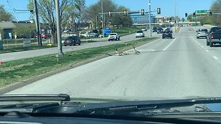 Geese on Main Street