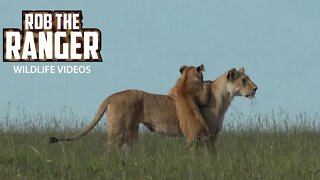 Majestic Lion Family In The Morning | Maasai Mara Safari | Zebra Plains