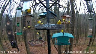 Flock of goldfinches at PA Bird Feeder 2 4/18/2022