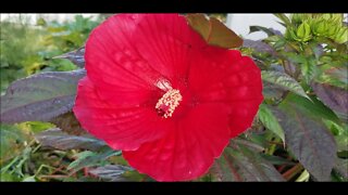 HIbiscus and Sweet Corn