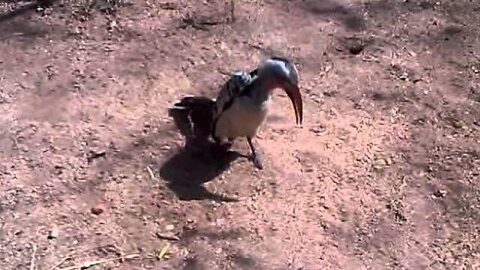 Red-Billed Hornbill Calling (Direct Upload)