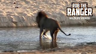 Injured Male Lion Crossing The River