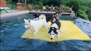 Husky Pool Day