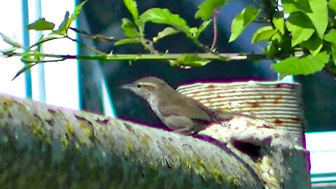 IECV NV #639 - 👀 Bewick's Wren On The Rusty Pole 🐤6-18-2018