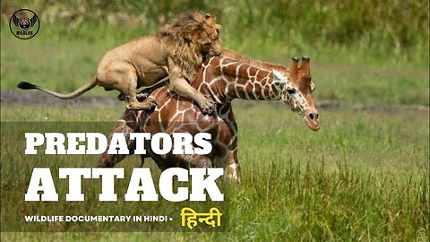 Predators Attack - हिन्दी डॉक्यूमेंट्री | Wildlife documentary in Hindi