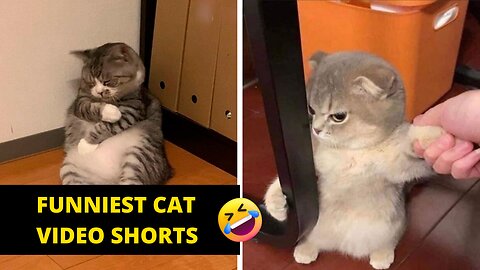 Funniest Cat video Shorts