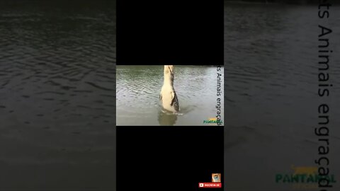 Flaga Jacaré saltando no Rio para pegar o peixe Bichos do Pantanal #shorts