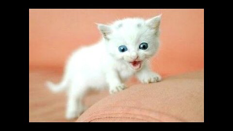 Funny Cats And Kittens Meowing Compilation 2030 __ NEW