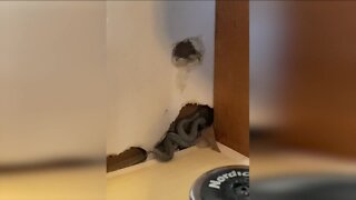 Centennial homebuyer finds snakes in the walls just over a month after closing