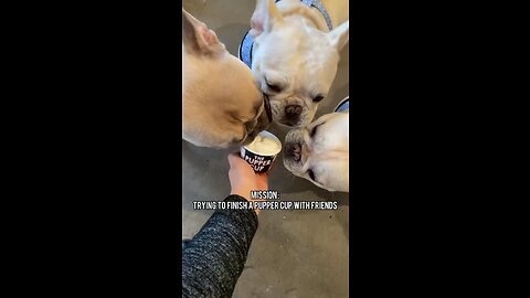 Mission Impossible With Dog Ice Cream | Mochi The French Bulldog