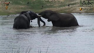 Swimming Elephants