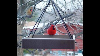 Bird feeder cam