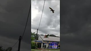 RAINBOW LORIKEET #slowmotion #birds #rainbow