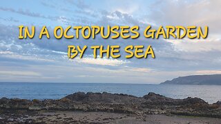 In a Octopuses Garden by the sea.